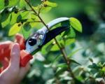 Un secateur pour couper une branche