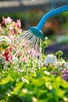 Arrosage des fleurs